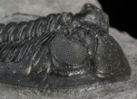 Hollardops Trilobite - Sharp Eye Detail #41842-3
